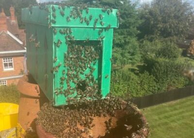 Honey Bee Removal