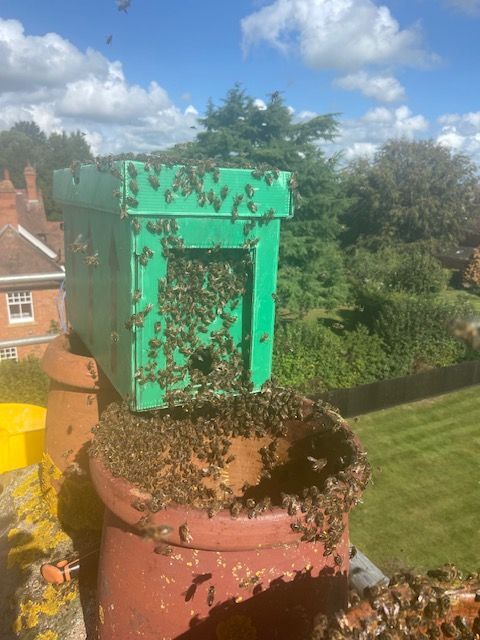 Honey Bee Removal