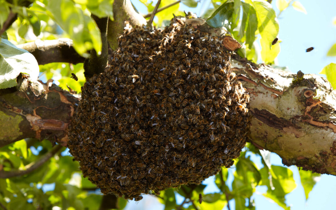 Bee swarm stops Indian Wells match