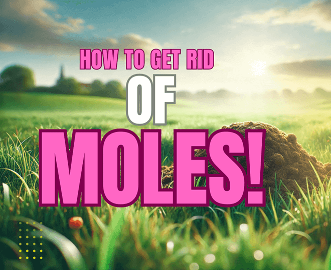 Mole Infestation Control