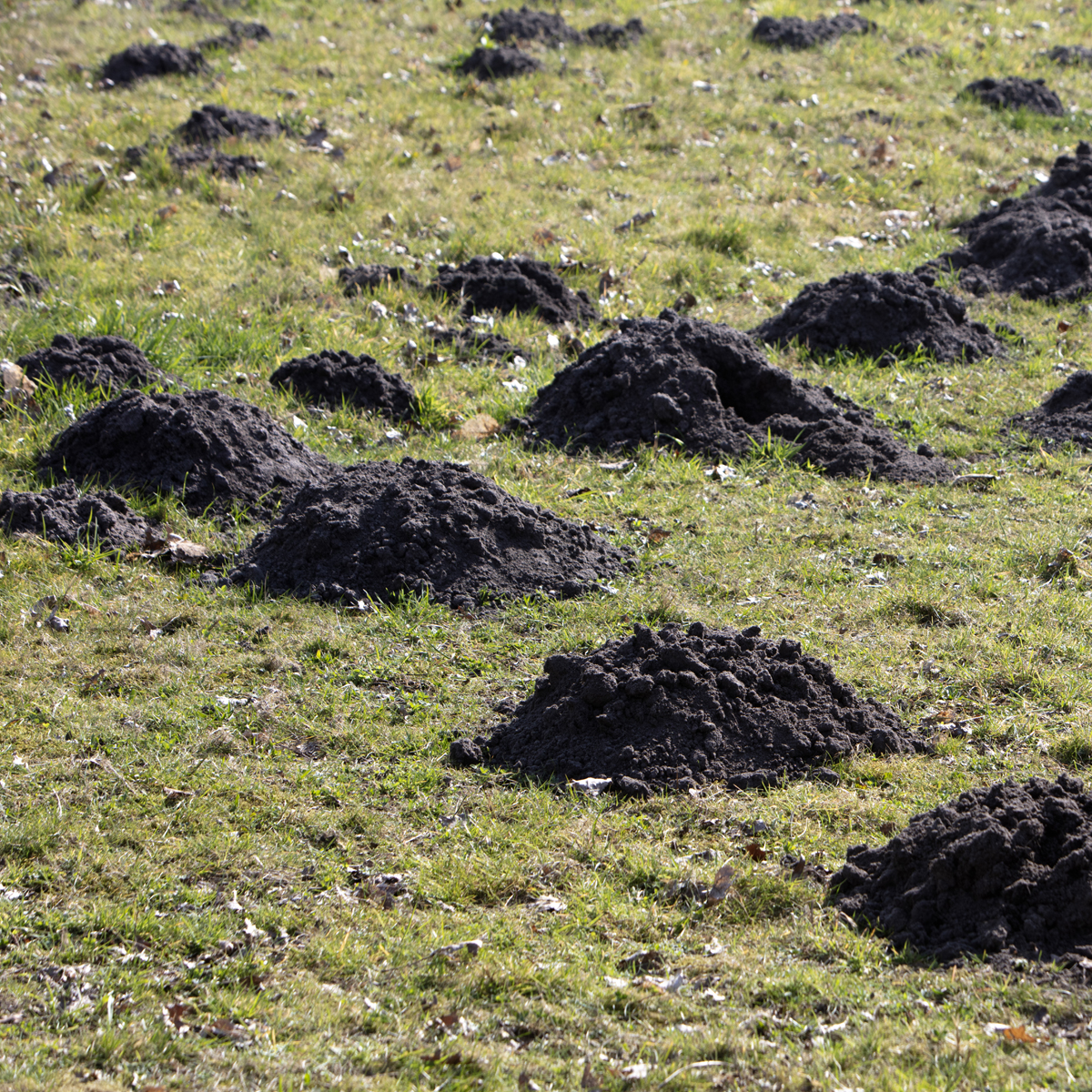 Fluff in corner of room