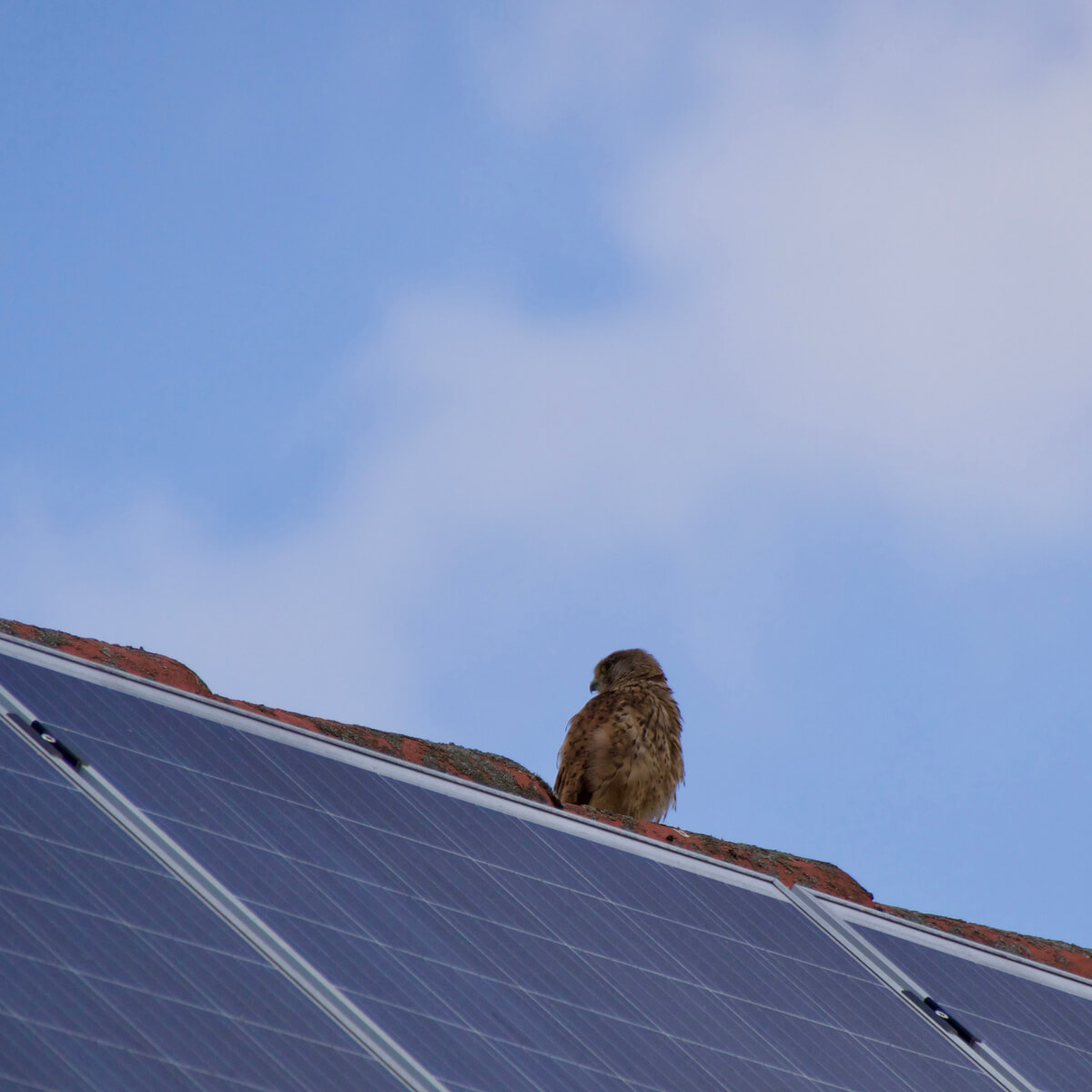 WhySolarPanelProofing