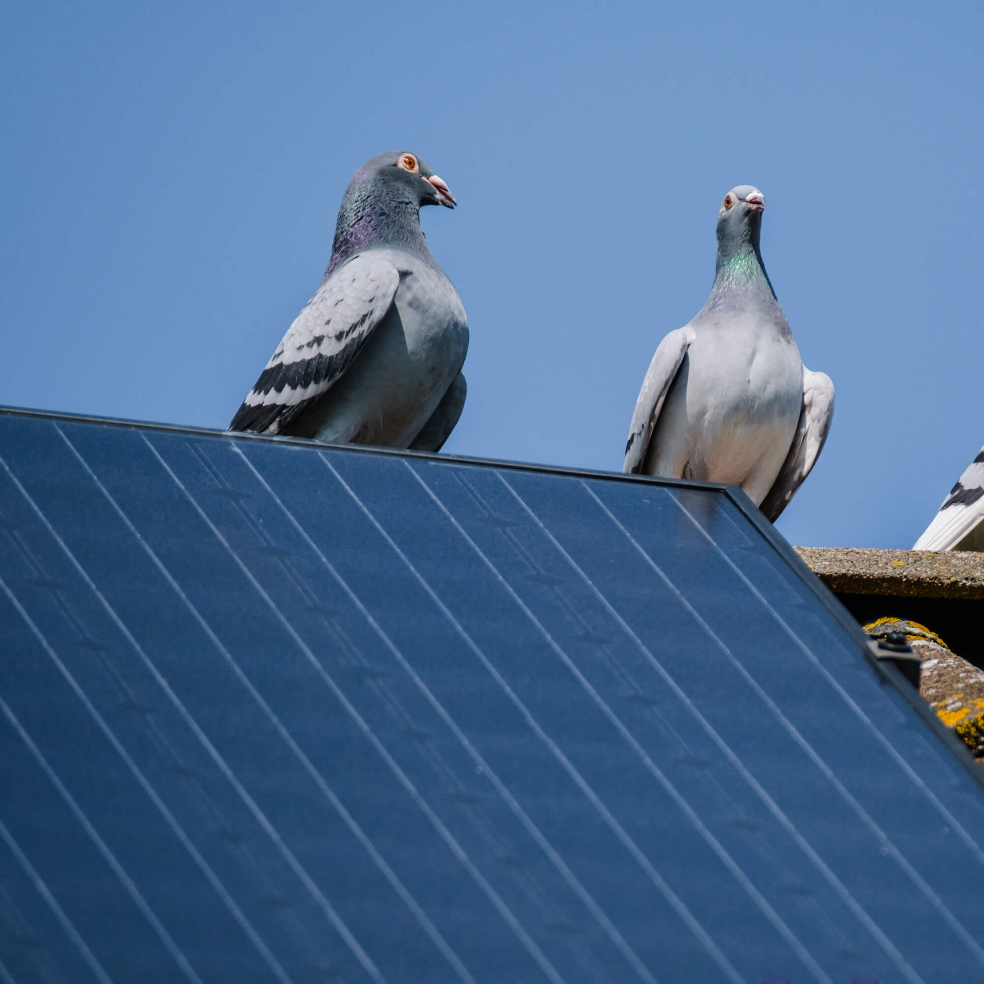 HowWeProtectSolarPanels02